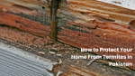 How to Protect Your Home From Termites in Pakistan