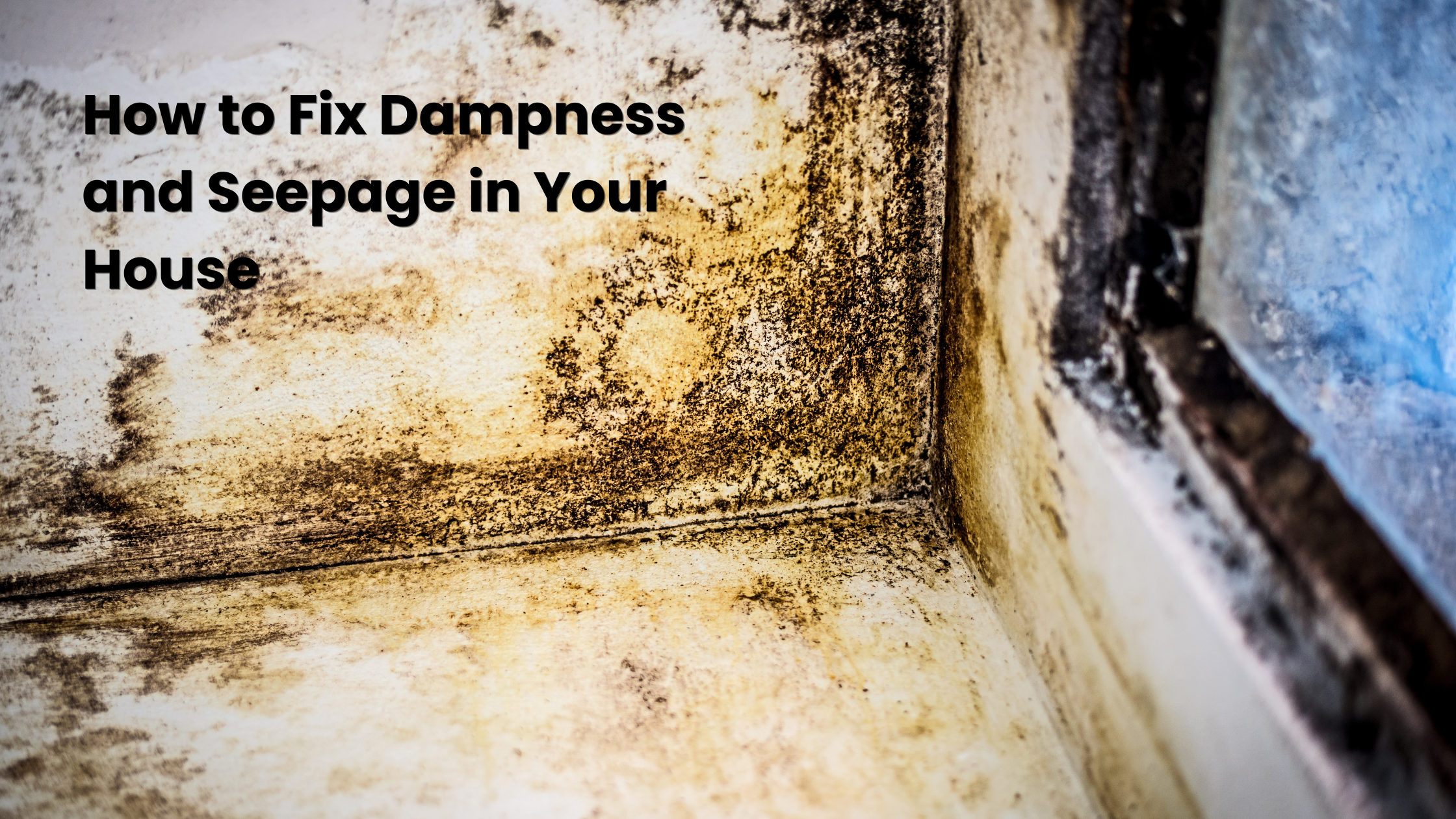 How to Fix Dampness and Seepage in Your House